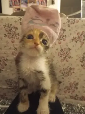 Pet pansiyon Burhaniye