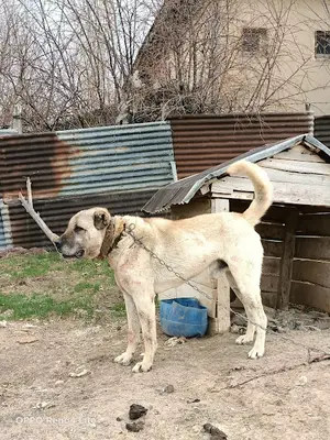 Özel Kangal Köpek Çiftliği, Kangal Köpek Çiftliği Sivas