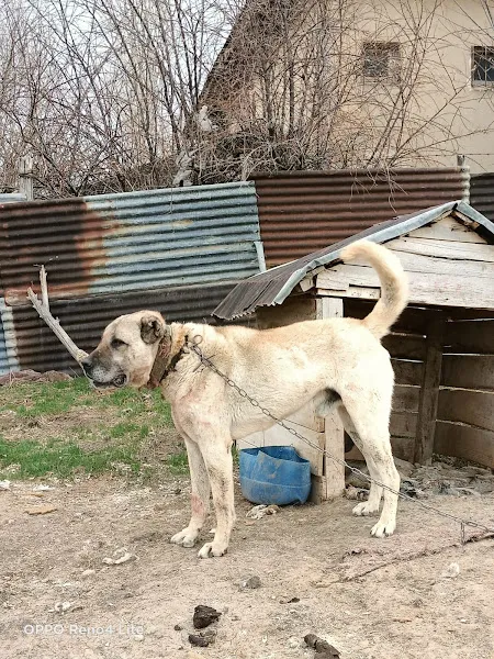 Özel Kangal Köpek Çiftliği, Kangal Köpek Çiftliği Sivas foto 1