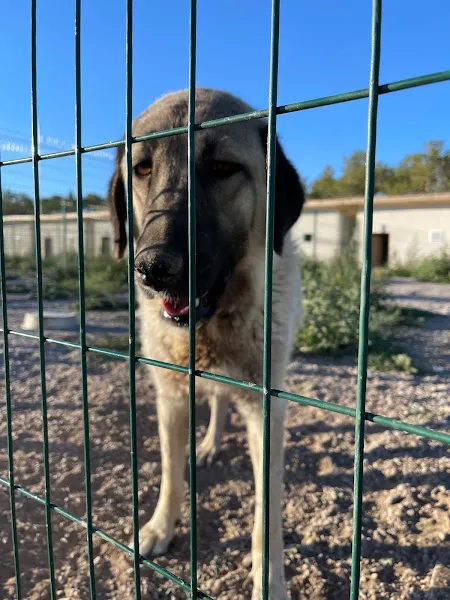 Özel Kangal Köpek Çiftliği, Kangal Köpek Çiftliği Sivas foto 2