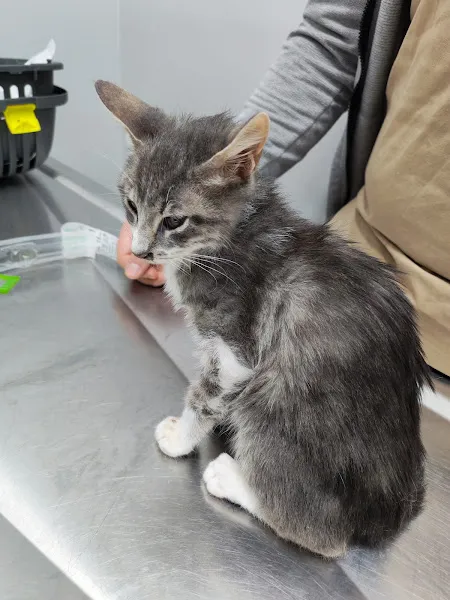 Kadıköy Vetcode Veteriner Kliniği foto 1