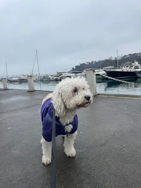 Kadıköy Vetcode Veteriner Kliniği foto 2