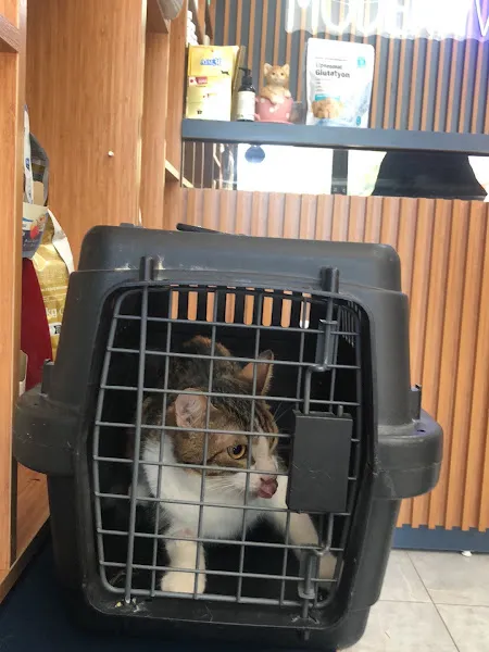 Modernvet Veteriner Kliniği 7/24 Acil Veteriner Nöbetçi Veteriner Maltepe foto 2