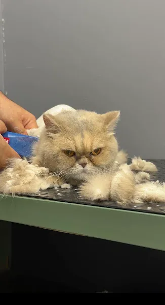 HOUSEVET ® | Veteriner Polikliniği • 7/24 ACİL • Kağıthane • foto 2