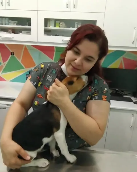 İlgi Veteriner Kliniği foto 2