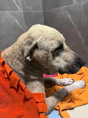ŞirinPati Pet, Kuş ve Egzotik Veteriner Kliniği - 7/24