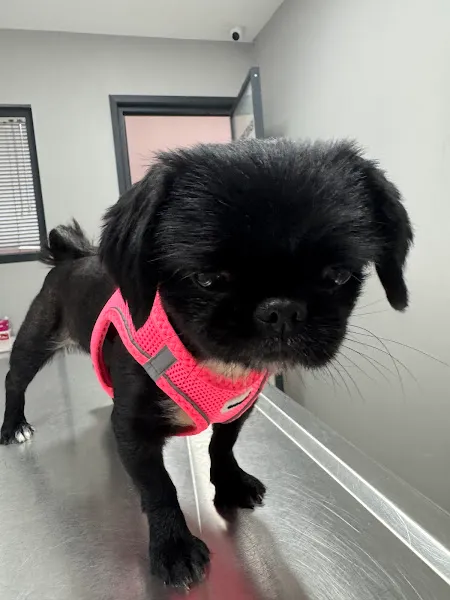 ŞirinPati Pet, Kuş ve Egzotik Veteriner Kliniği - 7/24 foto 2