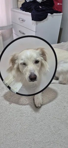 Üsküdar Pet Tower Veteriner Kliniği - 7/24 Açık Acil Nöbetçi Veteriner Kliniği foto 2