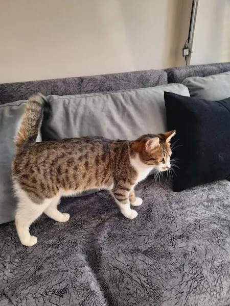 Buca Vet Veteriner Kliniği foto 2