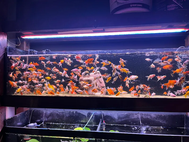 Beta Akvaryum & Pet Shop foto 2