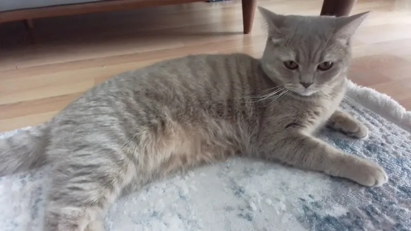 Mamacı Teyze | Gel-Al Kedi Maması & Köpek Maması | Online Pet Shop foto 2