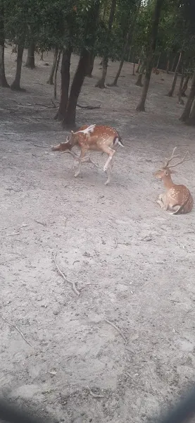 Çocuk Hayvan Çiftliği foto 2