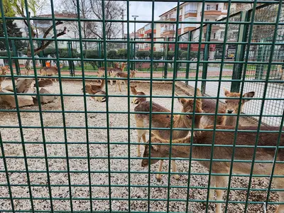 Evcil Hayvanlar Parkı