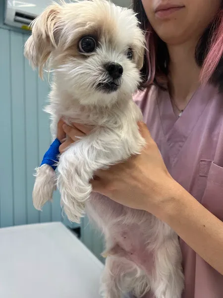 Zoi Veteriner Kliniği 7/24 Acil foto 2