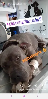 Lykia Veteriner Kliniği