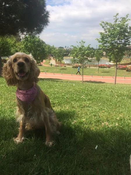 Doğuş Veteriner Kliniği foto 2