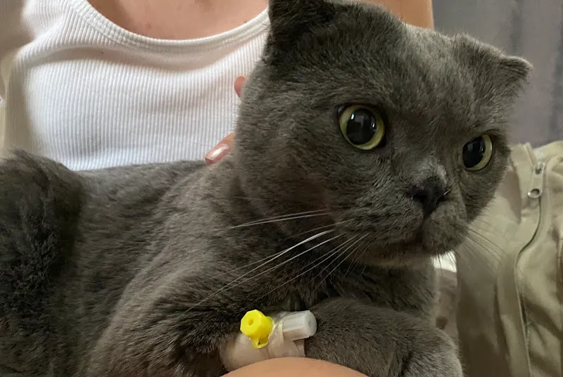 Vetvision Kuş ve Pet Veteriner Kliniği foto 2