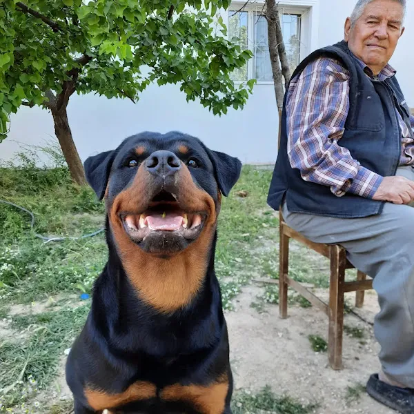 Pergamon Veteriner Kliniği foto 2