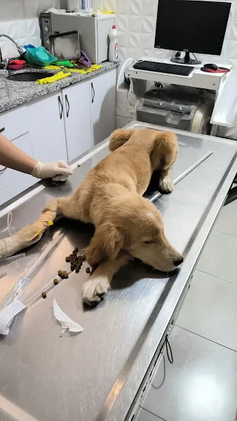 EGE Veteriner Kliniği | BERGAMA foto 1