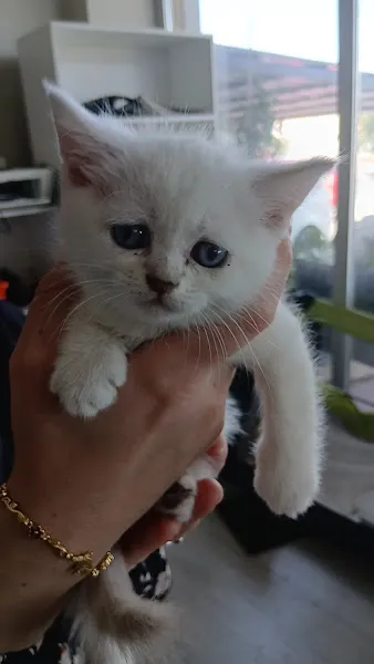 EGE Veteriner Kliniği | BERGAMA foto 2