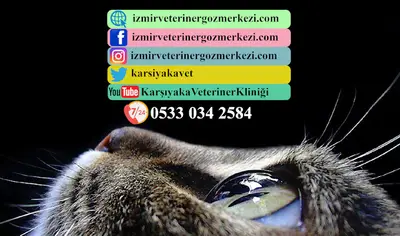 İzmir Veteriner Göz Merkezi