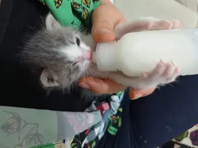 Pet Akademi Veteriner Kliniği