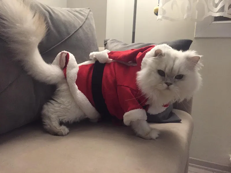 Pet Akademi Veteriner Kliniği foto 2