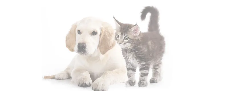 Ataşehir CatFather Veteriner Kliniği - Kedi ve Köpek Pansiyonu foto 1