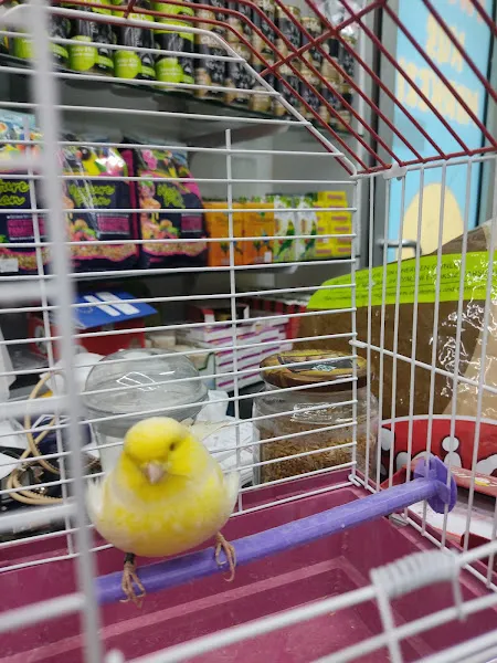 Tweety petshop foto 2