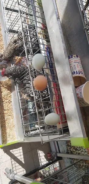Güran Evcil Dünyası foto 1