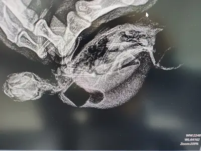 Ataşehir Pati Center Kuş Egzotik ve Pet Veteriner Kliniği
