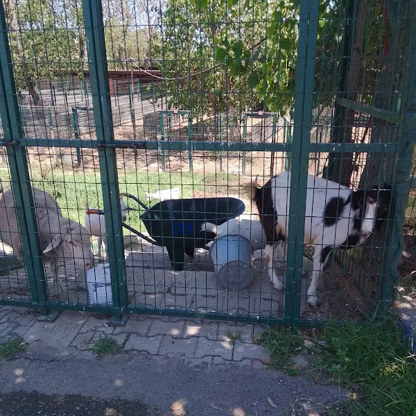 Sarıyer Belediyesi Safiye Kaya Sokak Hayvanları Geçici Bakımevi foto 2