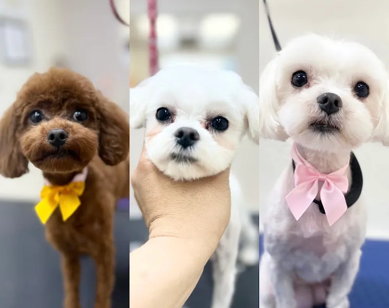 Pawfect Pet Grooming foto 1