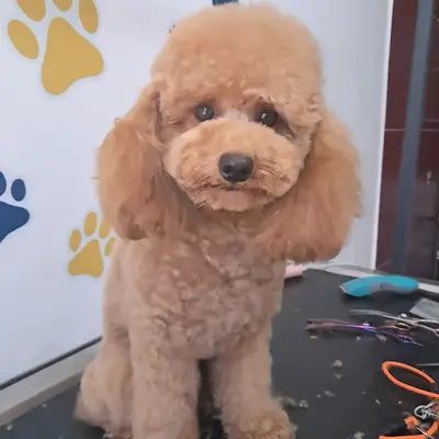 Noa Pet Kuaför