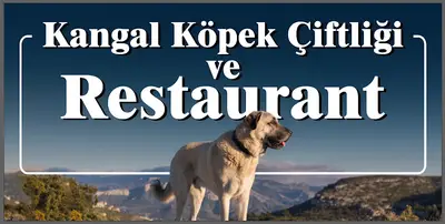 Kangal Kaymakamlığı Köpek Yetiştirme Çiftliği