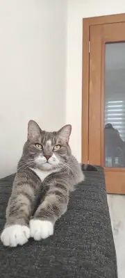 Talas Veteriner Kliniği