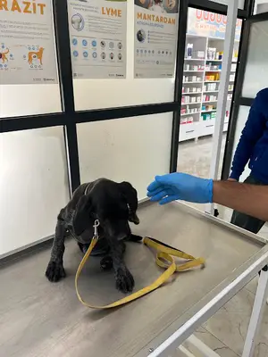 Gündoğdu veteriner kliniği