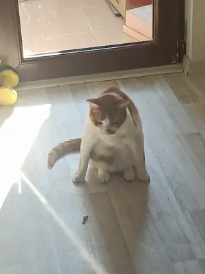 Kanatlı Vet Veteriner Kliniği