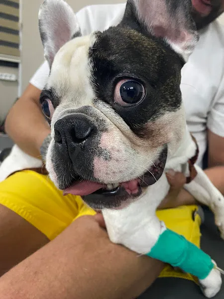 Pamuk Veteriner Kliniği foto 2