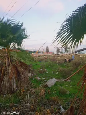 Anfaş Pınarlı Taksi
