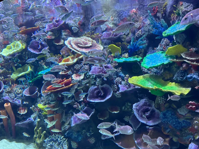 Körfez Aqua - Kocaeli Akvaryumu foto 2