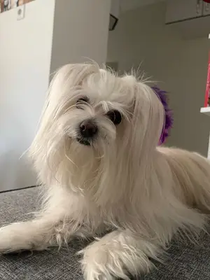 Luna Paws