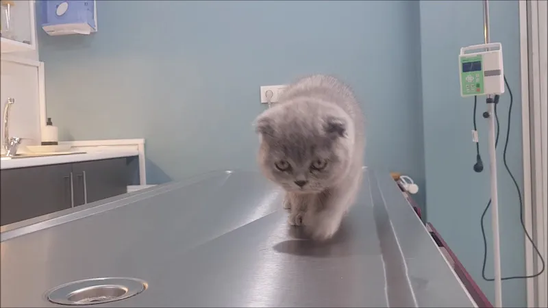 Vivavet Veteriner Kliniği | Bahçelievler foto 2