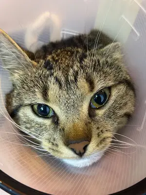 Çiğli Ataşehir Veteriner Kliniği fotoğrafı