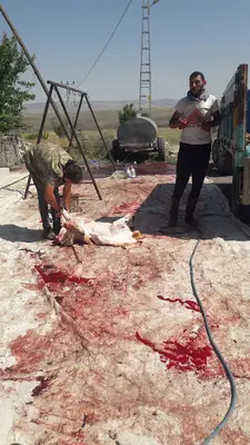 SOYKUK TARIM VE HAYVANCILIK