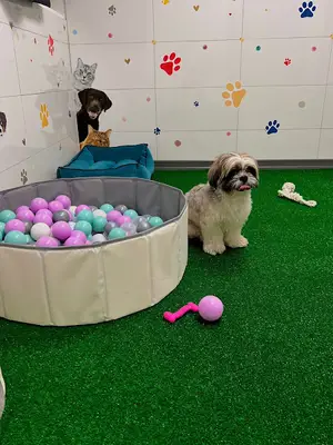 Toffee Land Pet Hotel fotoğrafı