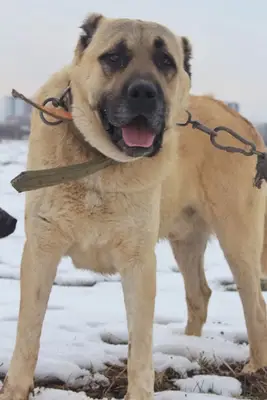 Güvendi Kangal Köpek Çiftliği