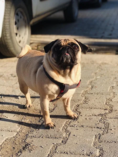 Dogtor Veteriner Kliniği foto 2