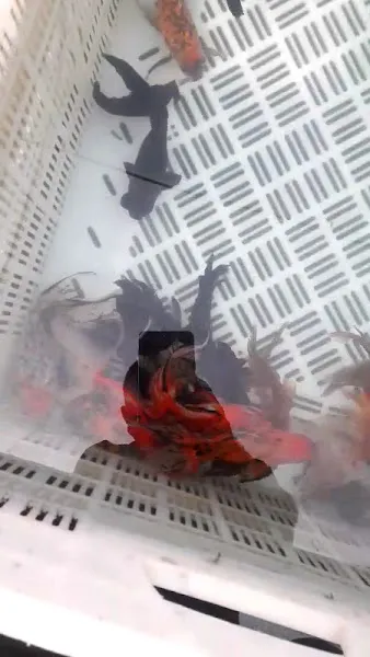 Silivri Petshop foto 2