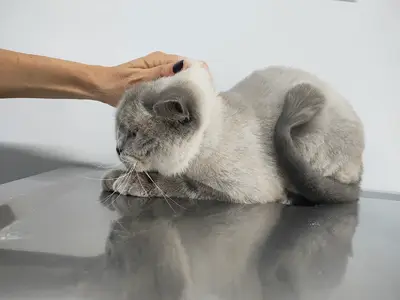 Kentplus Veteriner Kliniği | 7/24 Kadıköy Acil Veteriner